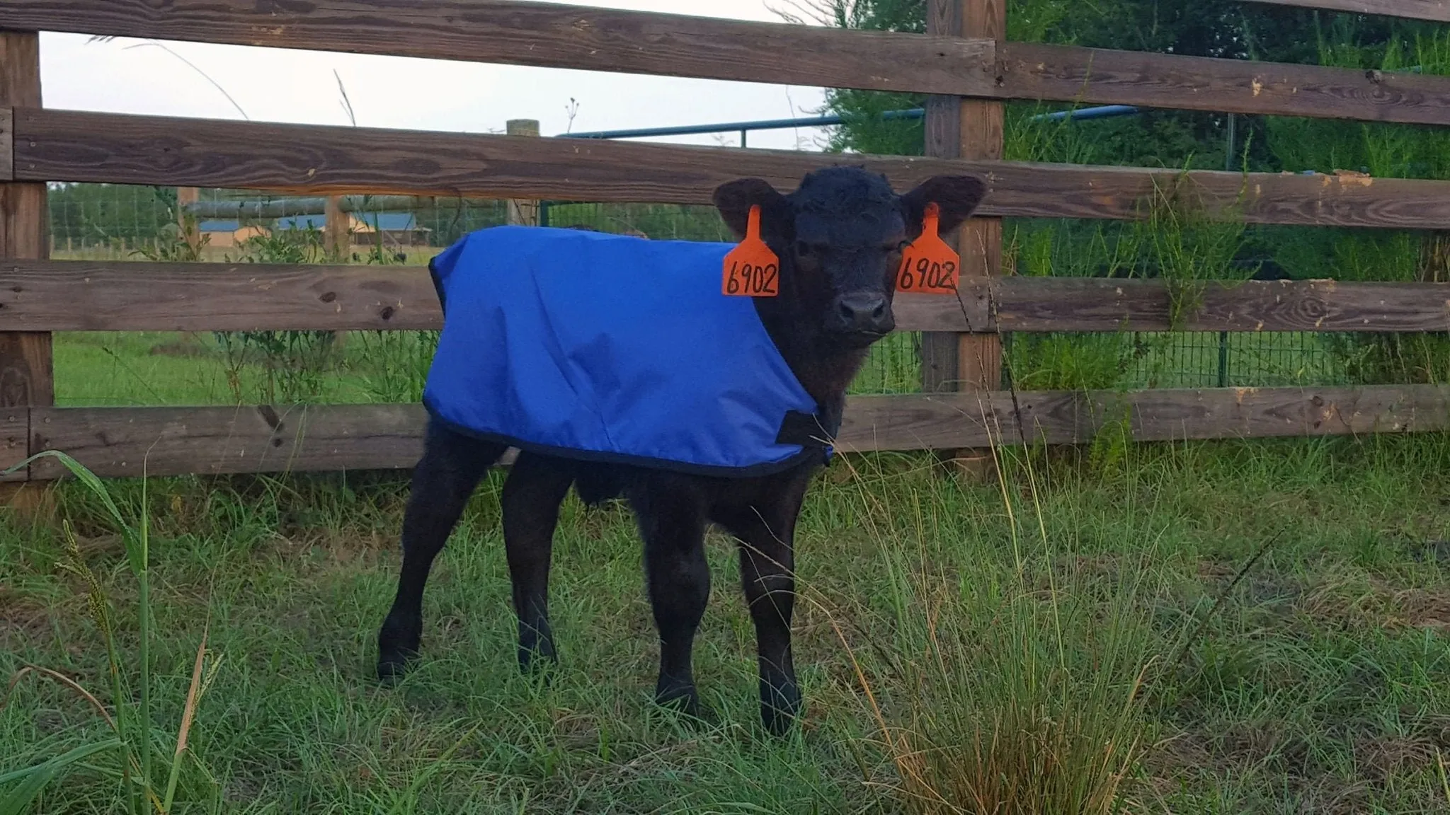 Insulated Calf Blanket